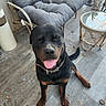 rottweiler, dog, smiling, tongue_out, sitting, outdoor, patio, stone_floor, wicker_furniture, loveseat, glass_table, leaves, sunlight, collar, happy, pet, animal, canine, daytime, relaxed