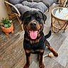 Ace participe au concours pour gagner de l'argent avec cette photo : rottweiler, dog, pet, tongue_out, smiling, sitting, indoor, floor, cushion, chair, table, glass_top, wicker, plant, pot, happy, collar, rope_toy, tile_floor, patio