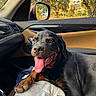 Ace participe au concours pour gagner de l'argent avec cette photo : rottweiler, puppy, dog, car_interior, car_seat, tongue_out, sunlight, window, side_mirror, trees, nature, relaxed, happy, pet, animal, black_and_brown, paw, leather_seat, daylight, closeup