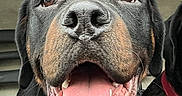Ace a rejoint le concours — aidez-le/la à gagner de superbes lots ! dog, rottweiler, pet, animal, close_up, tongue_out, happy, canine, muzzle, inside_car, portrait, black_and_tan, fur, ears, nose, smiling, companion, domestic_animal, face, mouth_open