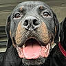 dog, rottweiler, pet, animal, close_up, tongue_out, happy, canine, muzzle, inside_car, portrait, black_and_tan, fur, ears, nose, smiling, companion, domestic_animal, face, mouth_open