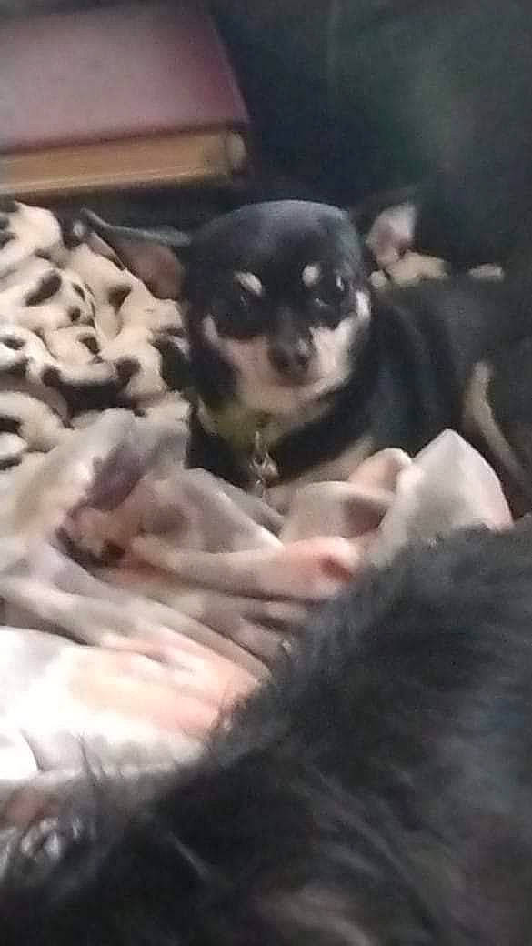 Babie is registered to the contest to win money with this photo: canidae, carnivore, chihuahua, comfort, companion_dog, dog, dog_breed, fur, non_sporting_group, paw, puppy, puppy_love, snout, sporting_group, terrestrial_animal, toy_dog, whiskers, working_animal