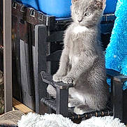 Sinder is registered to the contest to win money with this photo: animal, blue_container, cat, chair, cozy, curious, cute, domestic, furniture, furry, gray_cat, indoor, kitten, pet, sitting, small, soft, texture, white_patch, wooden_chair