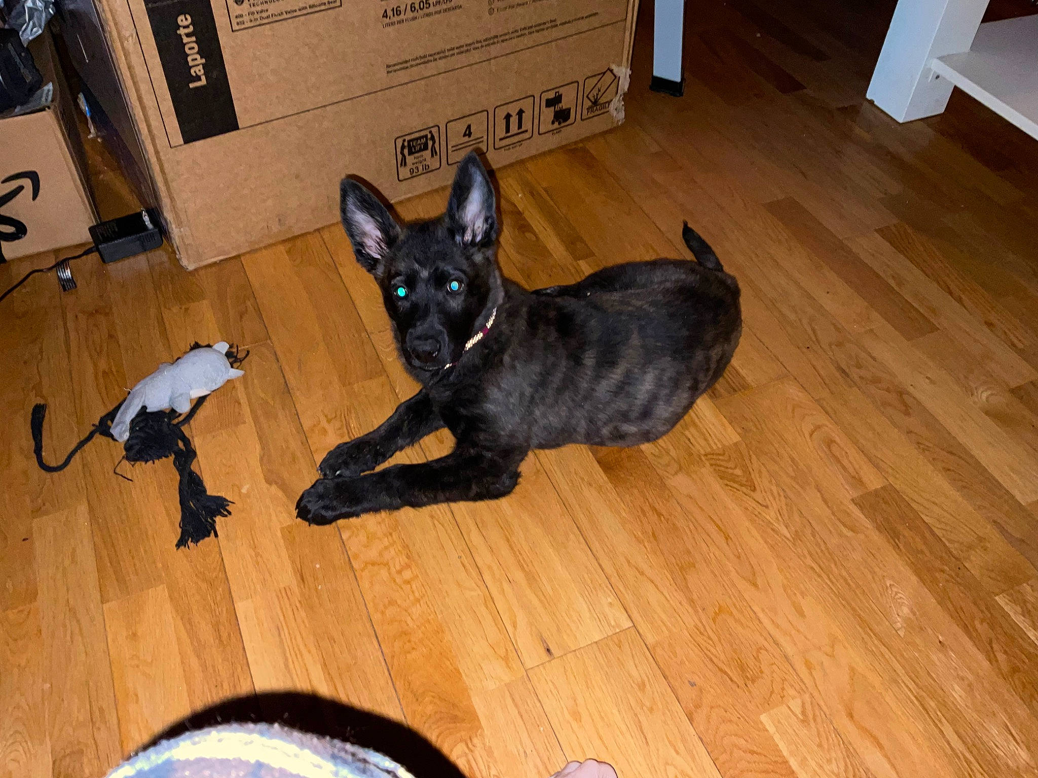 Stormi joined the competition — help win amazing prizes! black_cat, carnivore, comfort, companion_dog, dog_breed, fawn, felidae, floor, flooring, fur, hardwood, laminate_flooring, small_to_medium_sized_cats, snout, tail, toy_dog, whiskers, wood, wood_flooring, wood_stain