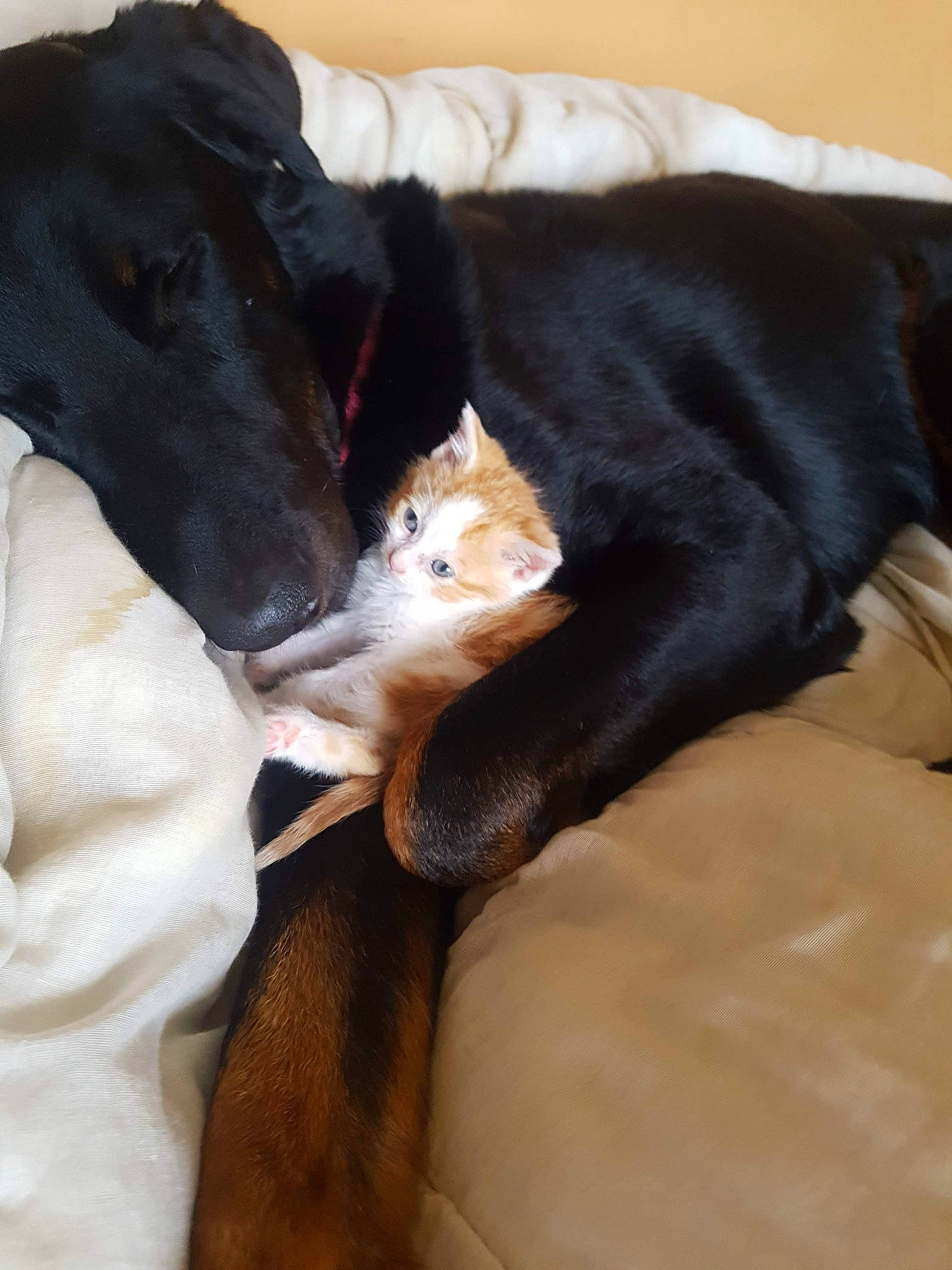 Paco a rejoint le concours — aidez-le/la à gagner de superbes lots ! borador, canidae, carnivore, dog, dog_breed, greyhound, saluki, snout, sporting_group, whiskers