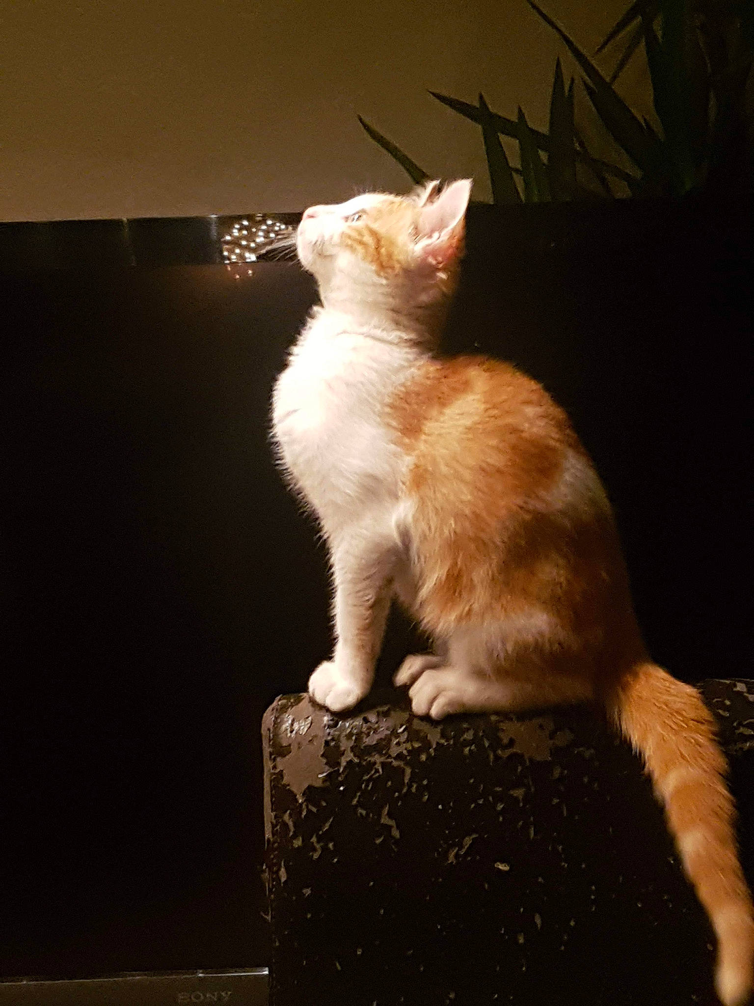 Paco a rejoint le concours — aidez-le/la à gagner de superbes lots ! american_wirehair, asian, carnivore, cat, fawn, felidae, fur, german_rex, kitten, laperm, mammal, paw, small_to_medium_sized_cats, tail, turkish_angora, turkish_van, whiskers