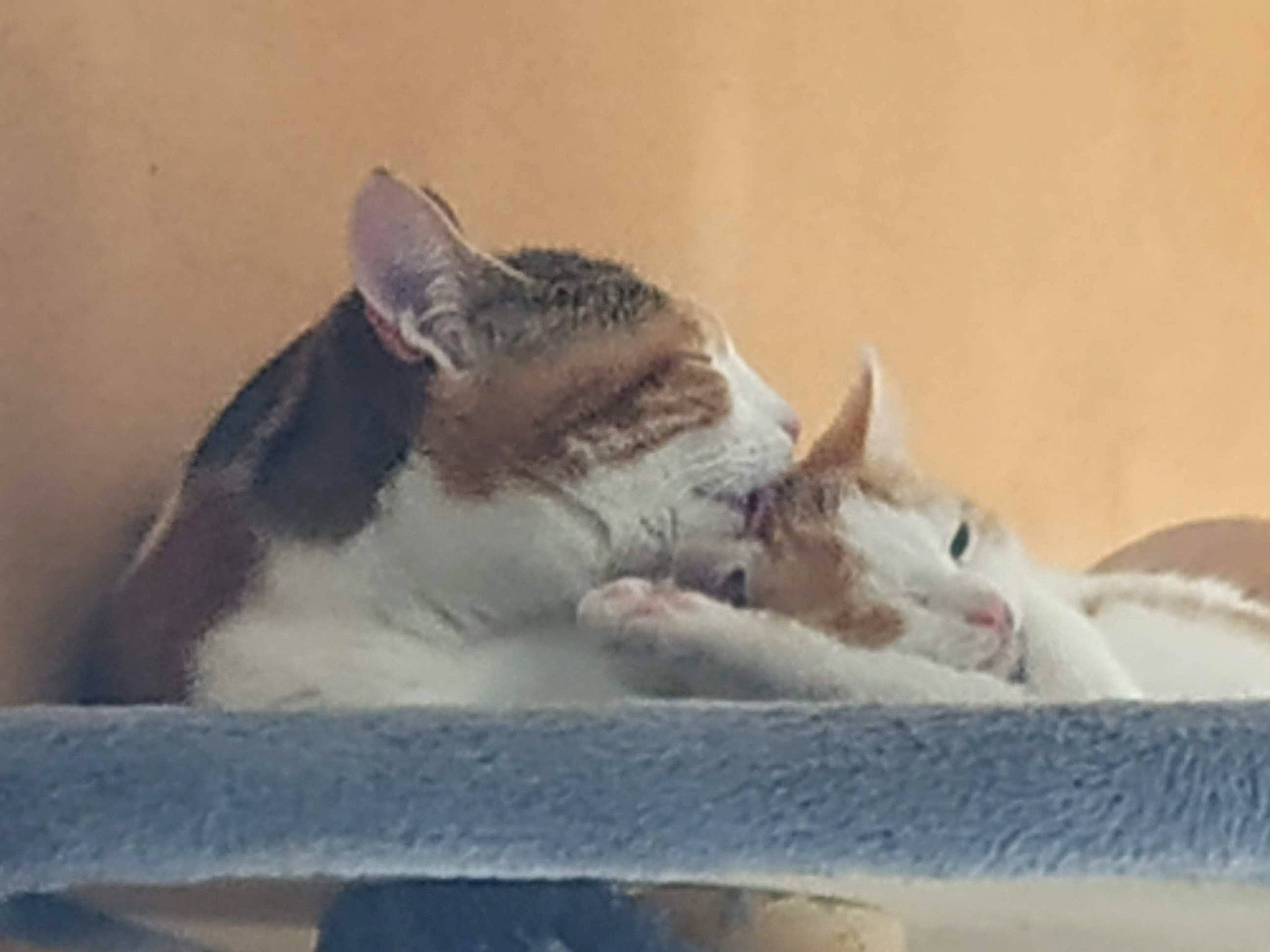 Paco a rejoint le concours — aidez-le/la à gagner de superbes lots ! aegean_cat, carnivore, cat, domestic_short_haired_cat, ear, fawn, felidae, kitten, nap, organism, photo_caption, small_to_medium_sized_cats, snout, tail, whiskers, wildlife