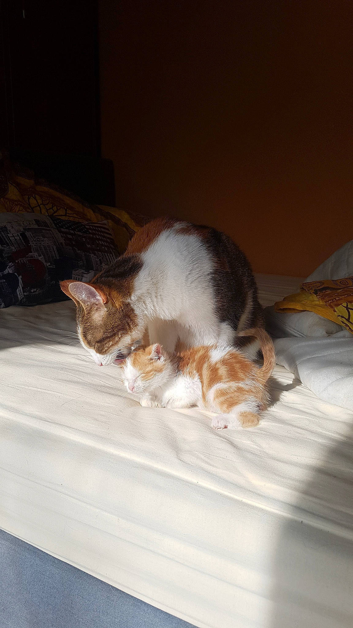 Ocarina a rejoint le concours — aidez-le/la à gagner de superbes lots ! aegean_cat, american_wirehair, carnivore, cat, domestic_short_haired_cat, european_shorthair, fawn, felidae, fur, kitten, polydactyl_cat, small_to_medium_sized_cats, tail, whiskers