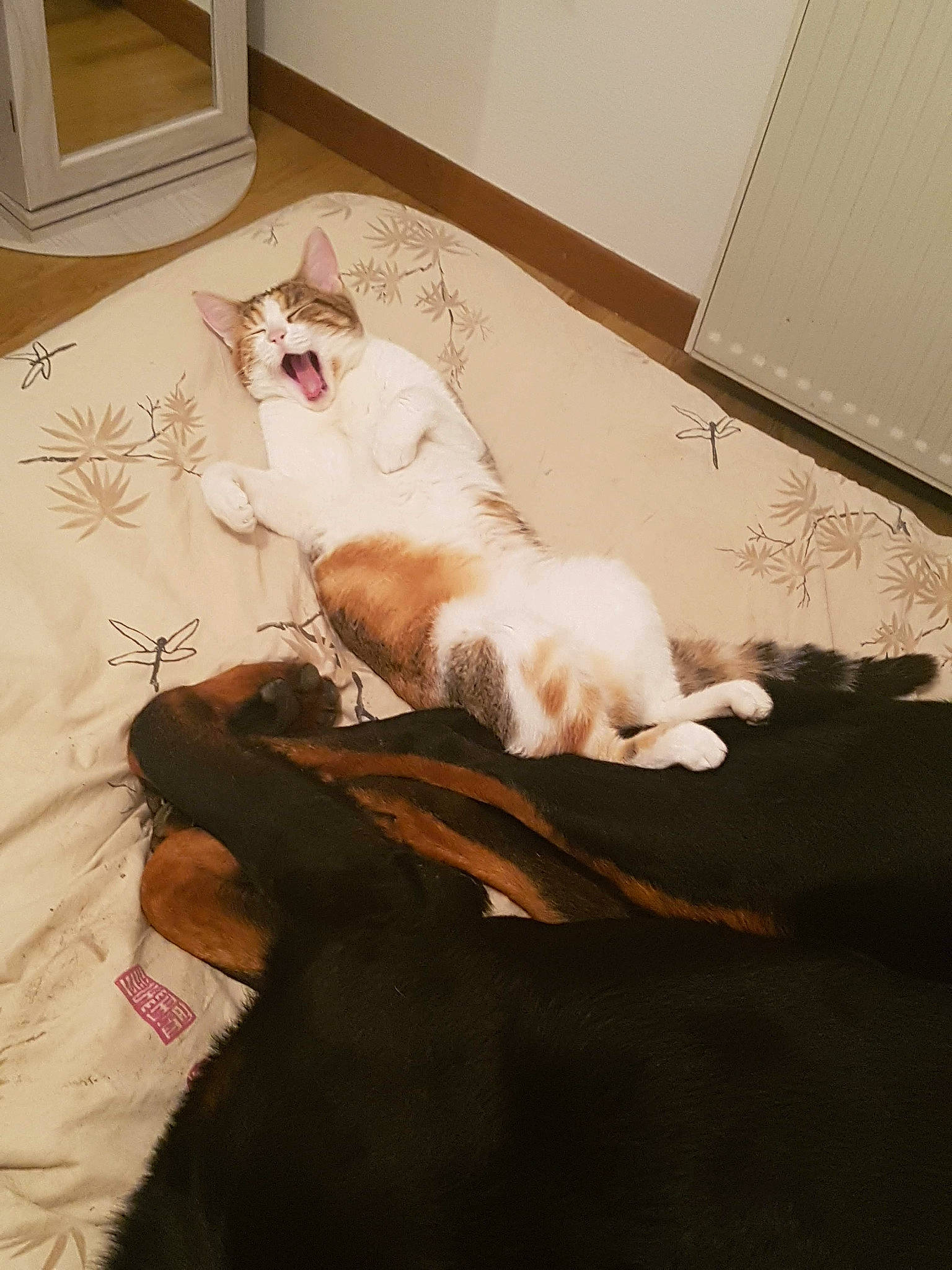 Ocarina a rejoint le concours — aidez-le/la à gagner de superbes lots ! canidae, carnivore, cat, companion_dog, dog, dog_breed, ear, felidae, floor, flooring, fur, leg, paw, pembroke_welsh_corgi, skin, small_to_medium_sized_cats, tail, whiskers