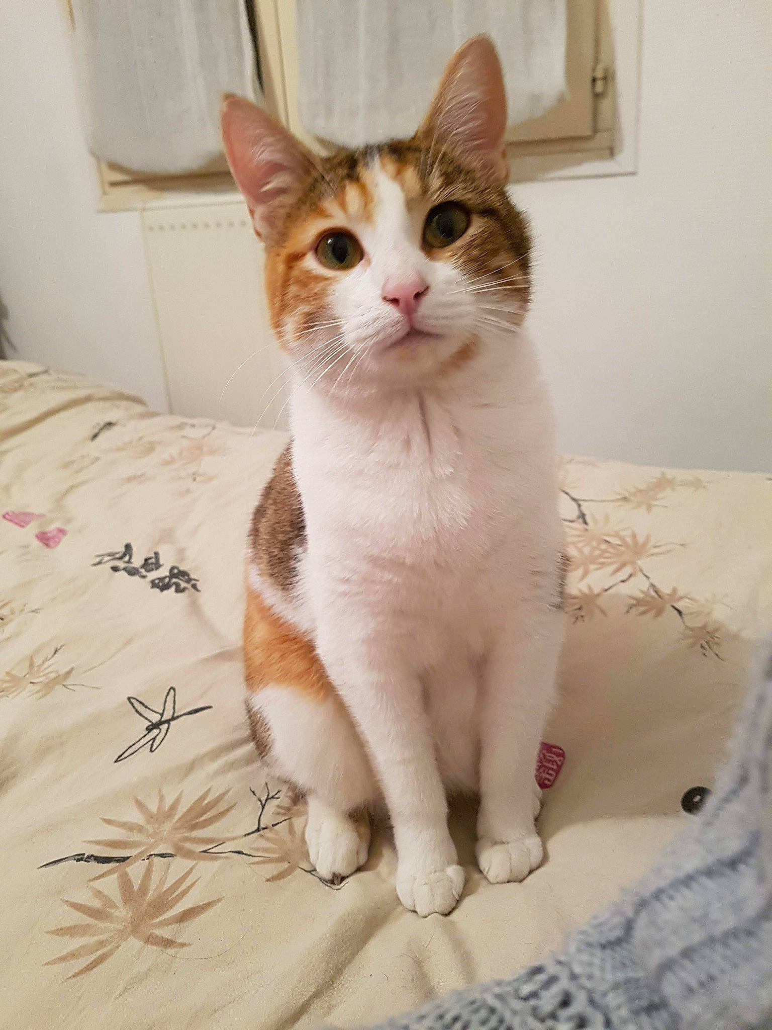 Ocarina participe au concours pour gagner de l'argent avec cette photo : aegean_cat, american_wirehair, arabian_mau, asian, carnivore, cat, domestic_short_haired_cat, european_shorthair, fawn, felidae, german_rex, kitten, mammal, ojos_azules, polydactyl_cat, small_to_medium_sized_cats, tail, whiskers