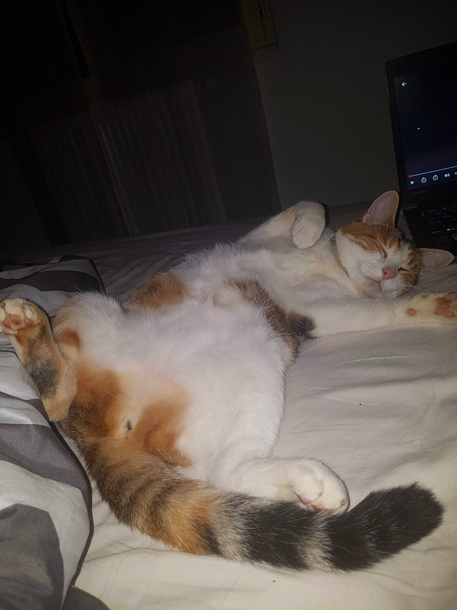 Ocarina a rejoint le concours — aidez-le/la à gagner de superbes lots ! aegean_cat, carnivore, cat, european_shorthair, fawn, felidae, fur, kitten, paw, polydactyl_cat, sleep, small_to_medium_sized_cats, tail, turkish_van, whiskers