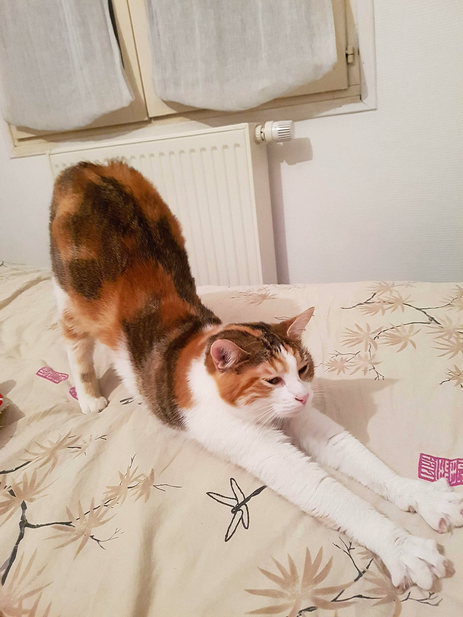 Ocarina participe au concours pour gagner de l'argent avec cette photo : aegean_cat, american_wirehair, carnivore, cat, domestic_short_haired_cat, european_shorthair, felidae, fur, kitten, norwegian_forest_cat, room, small_to_medium_sized_cats, tail, whiskers