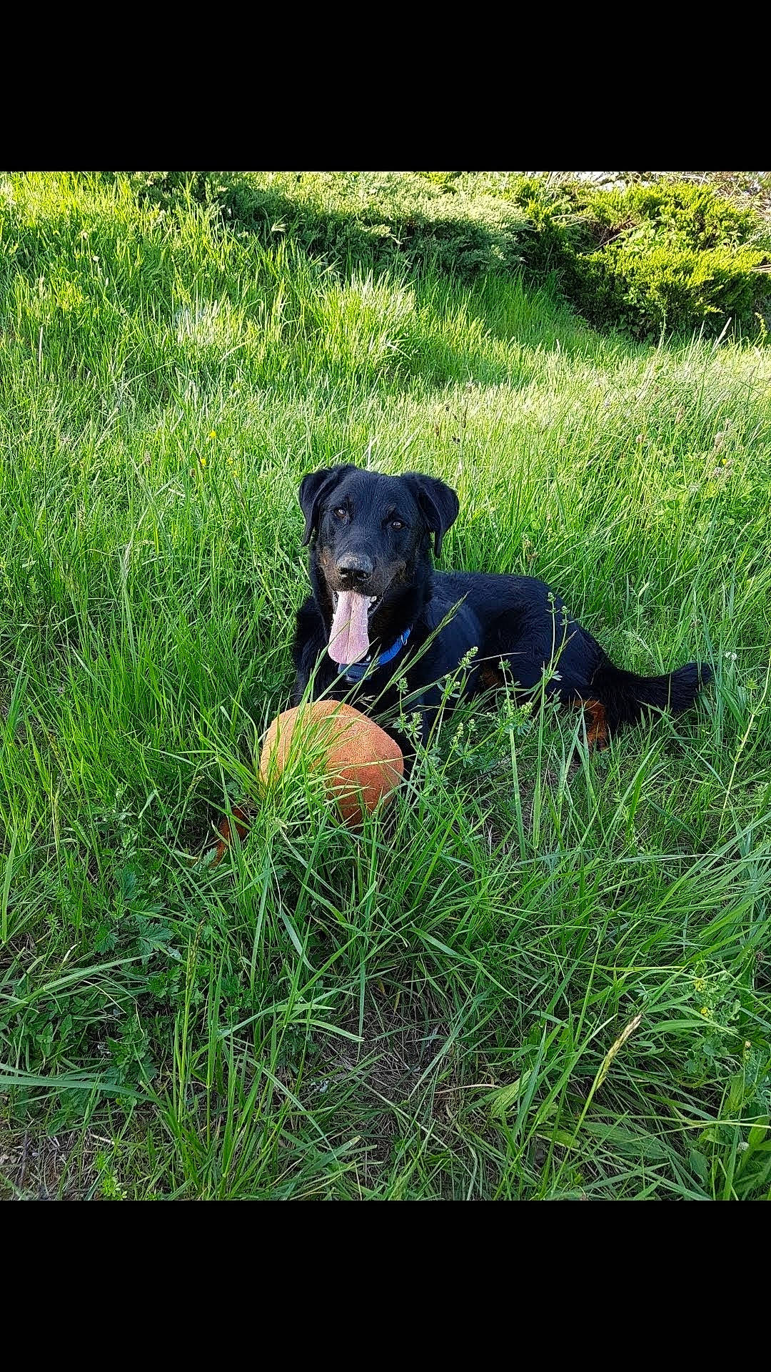 Loky participe au concours pour gagner de l'argent avec cette photo : beauceron, canidae, carnivore, dog, dog_breed, grass, grass_family, hunting_dog, jagdterrier, labrador_retriever, mammal, patterdale_terrier, plant, sporting_group, terrier