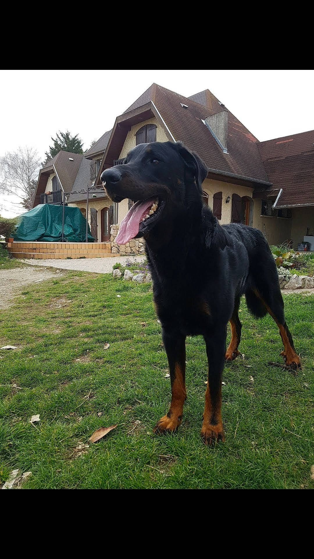 Loky a rejoint le concours — aidez-le/la à gagner de superbes lots ! beauceron, canidae, carnivore, dog, dog_breed, guard_dog, hunting_dog, mammal, rottweiler, sporting_group, vertebrate, working_dog