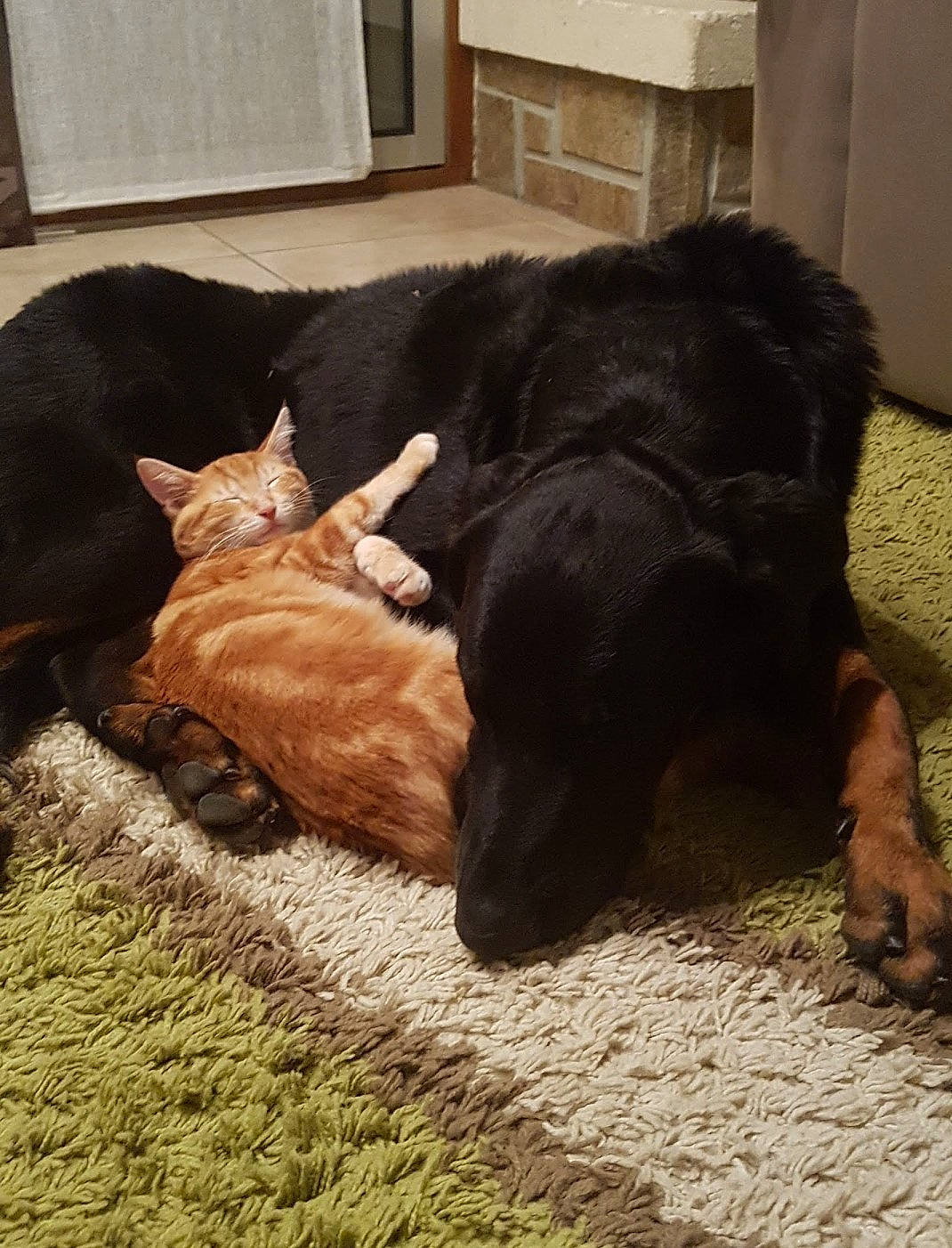 Loky participe au concours pour gagner de l'argent avec cette photo : canidae, carnivore, cat, companion_dog, dog, dog_breed, felidae, floor, fur, guard_dog, hovawart, mammal, nap, paw, puppy, sleep, small_to_medium_sized_cats, sporting_group, tail, whiskers