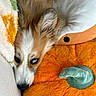 puppy, dog, blue_eyes, sleeping, upside_down, portrait, fluffy, fur, white_and_brown, pet, cuddly, blanket, plush_toy, stuffed_animal, orange, cozy, indoors, close_up, cute, relaxed