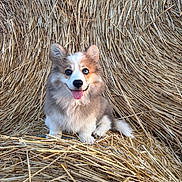 Gon participe au concours pour gagner de l'argent avec cette photo : puppy, dog, corgi, animal, fluffy, portrait, sitting, hay, straw, haystack, outdoor, farm, rural, cute, happy, tongue, ears, fur, pet, photography