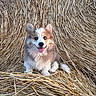 puppy, dog, corgi, animal, fluffy, portrait, sitting, hay, straw, haystack, outdoor, farm, rural, cute, happy, tongue, ears, fur, pet, photography
