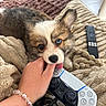puppy, dog, pet, animal, fluffy, brown_and_white, blue_eyes, portrait, close_up, indoors, blanket, couch, hand, touching, game_controller, playstation, remote_control, cozy, cute, photography