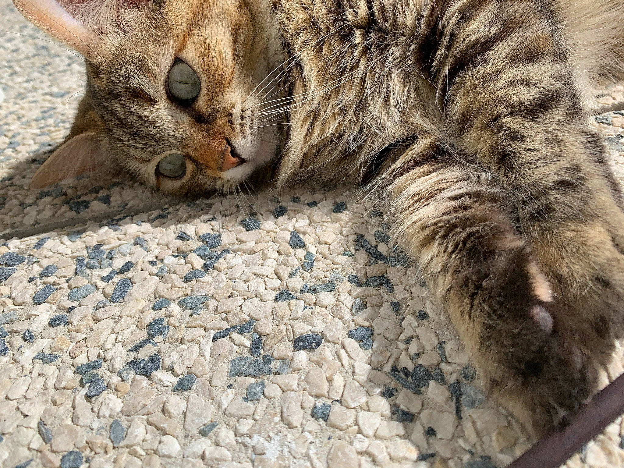 Nalah participe au concours pour gagner de l'argent avec cette photo : carnivore, cat, claw, cobblestone, domestic_short_haired_cat, felidae, flooring, fur, grass, pattern, paw, pebble, rock, sand, small_to_medium_sized_cats, snout, tail, terrestrial_animal, whiskers, wildlife