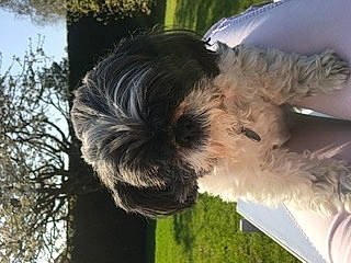 Goldy a rejoint le concours — aidez-le/la à gagner de superbes lots ! affenpinscher, bolonka, canidae, carnivore, dog, dog_breed, havanese, non_sporting_group, schapendoes, schnoodle, shih_tzu, terrier, tibetan_terrier