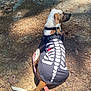 Clover is registered to the contest to win money with this photo: animal, black, brown, canine, dirt, dog, heart_detail, hiking, leash, nature, outdoor, pet, pine_needles, resting, shadow, shirt, skeleton_print, sunlight, walking, white