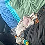 Clover joined the competition — help win amazing prizes! blanket, brown_spot, comfort, couch, cozy, dog, dog_food, fur, household, indoor, lying_down, pet, pink_skin, plush_toy, puppy, quilt, relaxed, sleeping, toy, white_dog