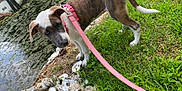 Clover joined the competition — help win amazing prizes! algae, animal, brown_white_dog, canine, collar, curious, daylight, dog, grass, green_grass, leash, nature, outdoor, oyster_shells, pet, pond, puppy, shells, water, young_dog