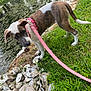 algae, animal, brown_white_dog, canine, collar, curious, daylight, dog, grass, green_grass, leash, nature, outdoor, oyster_shells, pet, pond, puppy, shells, water, young_dog