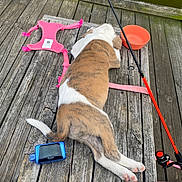 Clover joined the competition — help win amazing prizes! animal, blue_device, brown_and_white, canine, daylight, dog, fishing_rod, leash, nature, orange_bowl, outdoor, pet, pink_harness, puppy, relaxation, resting, summer, water, wood, wooden_dock