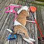 animal, blue_device, brown_and_white, canine, daylight, dog, fishing_rod, leash, nature, orange_bowl, outdoor, pet, pink_harness, puppy, relaxation, resting, summer, water, wood, wooden_dock