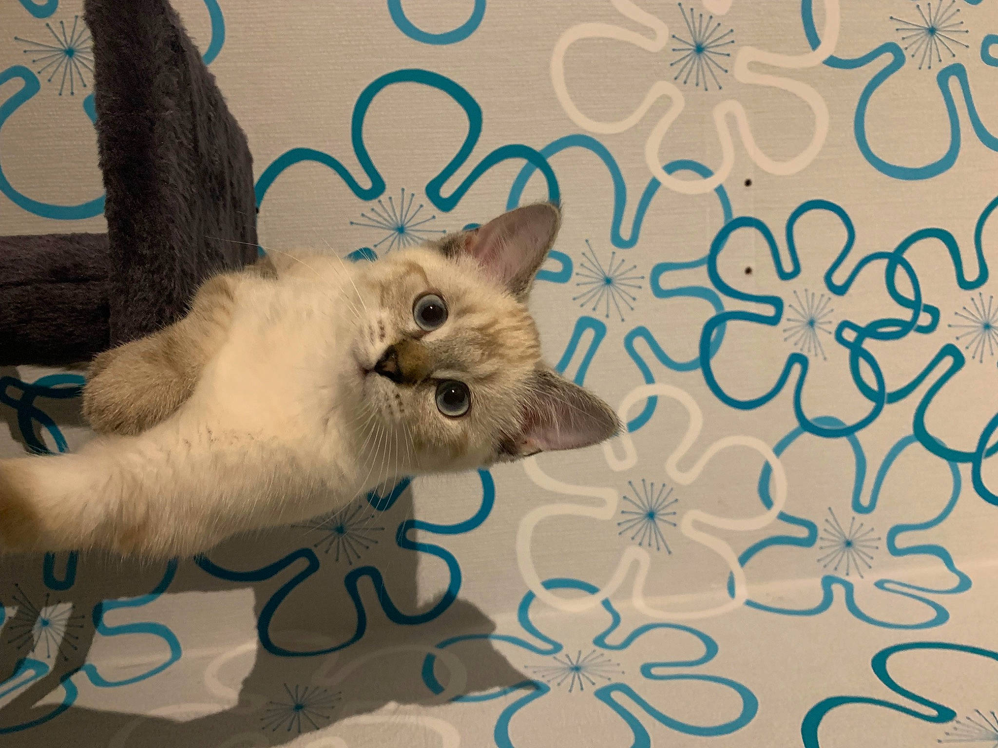 Chouquette a rejoint le concours — aidez-le/la à gagner de superbes lots ! art, balinese, carnivore, cat, circle, creative_arts, domestic_short_haired_cat, fawn, felidae, font, fur, pattern, paw, siamese, small_to_medium_sized_cats, tail, thai, vertebrate, visual_arts, whiskers