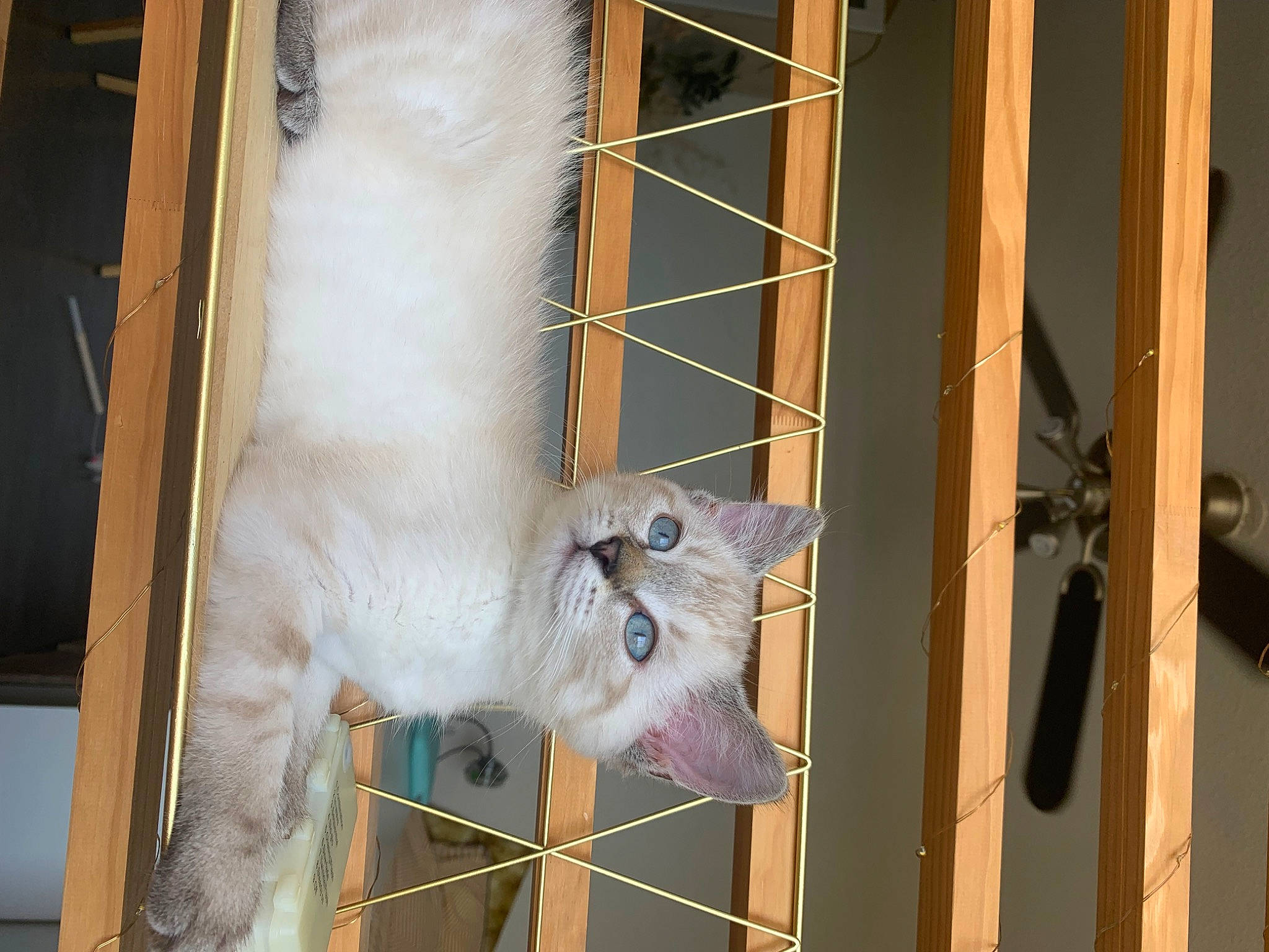 Chouquette a rejoint le concours — aidez-le/la à gagner de superbes lots ! animal_shelter, cage, canidae, carnivore, cat, domestic_short_haired_cat, fawn, felidae, fur, mesh, metal, paw, pet_supply, service, small_to_medium_sized_cats, snout, tail, whiskers, window, wood