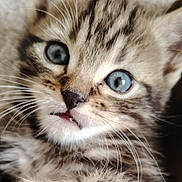 Mino participe au concours pour gagner de l'argent avec cette photo : kitten, cat, tabby, close_up, blue_eyes, fur, whiskers, pet, animal, cute, young, portrait, indoor, mammal, small, feline, curious, soft, adorable, face