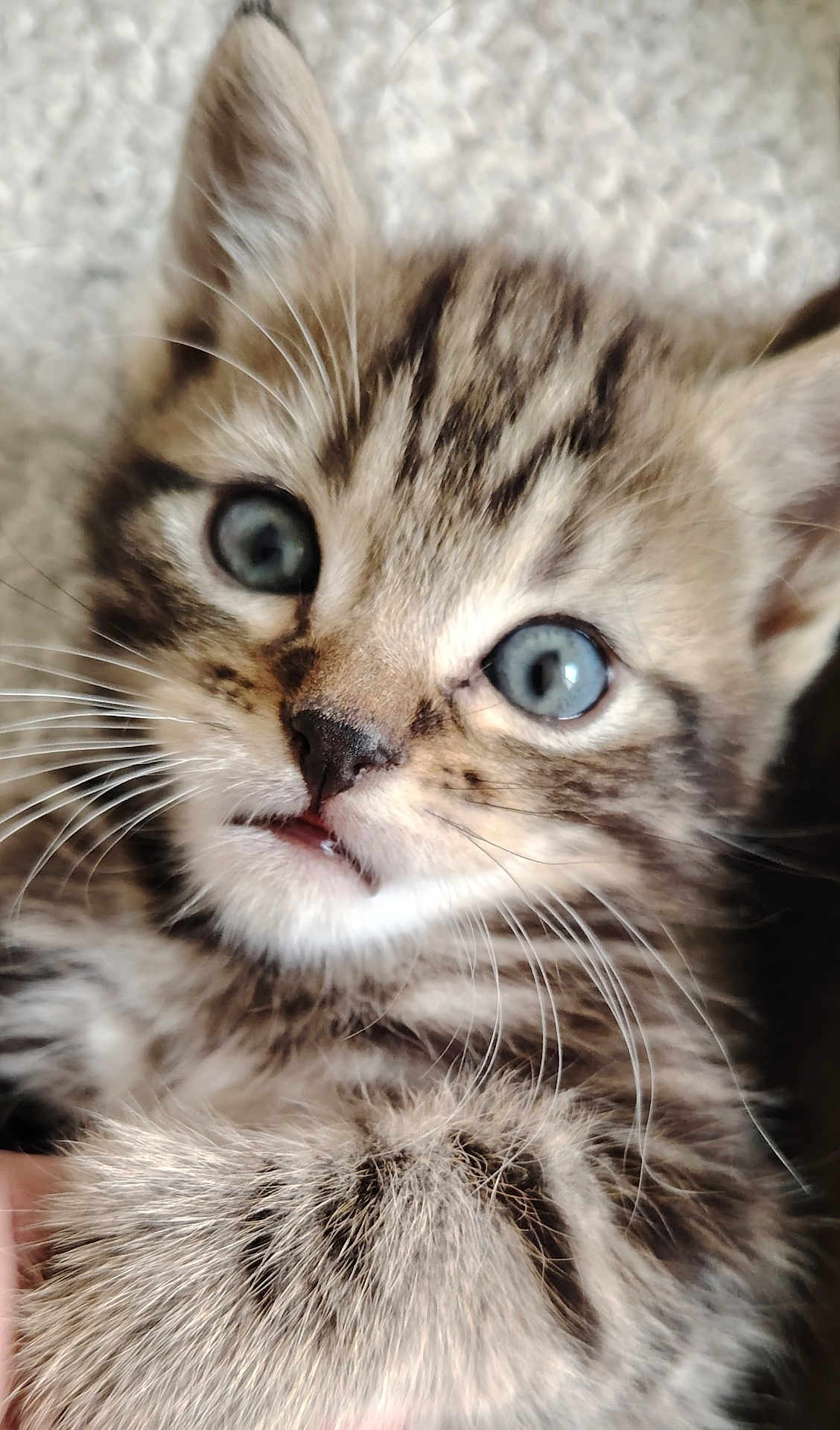 Mino participe au concours pour gagner de l'argent avec cette photo : kitten, cat, tabby, close_up, blue_eyes, fur, whiskers, pet, animal, cute, young, portrait, indoor, mammal, small, feline, curious, soft, adorable, face