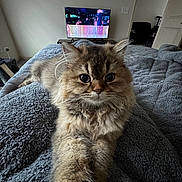 Pickles joined the competition — help win amazing prizes! animal, blanket, cat, close_up, comfortable, cozy, curious, cute, feline, fluffy, fur, home, indoor, living_room, paw, pet, relaxed, stretching, television, texture