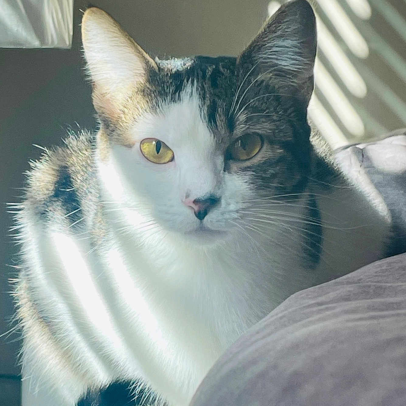 Lily joined the competition — help win amazing prizes! animal, cat, closeup, cozy, curious, domestic_cat, ears, feline, fur, indoor, pet, portrait, relaxed, resting, shadow, striped_light, sunlight, whiskers, window_light, yellow_eyes