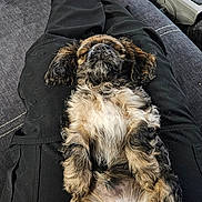 Harvey Joe joined the competition — help win amazing prizes! animal, black_pants, casual_clothing, cozy, cute, dog, dog_toys, fluffy, home, indoor, lap, lying_down, pet, playful, puppy, relaxed, resting, small_dog, socks, wooden_floor