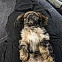 animal, black_pants, casual_clothing, cozy, cute, dog, dog_toys, fluffy, home, indoor, lap, lying_down, pet, playful, puppy, relaxed, resting, small_dog, socks, wooden_floor