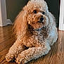dog, curly_fur, fluffy, pet, indoor, wooden_floor, brown, cute, animal, companion, collar, relaxed, laying_down, fur_texture, expression, domestic, house, side_view, portrait, well_groomed