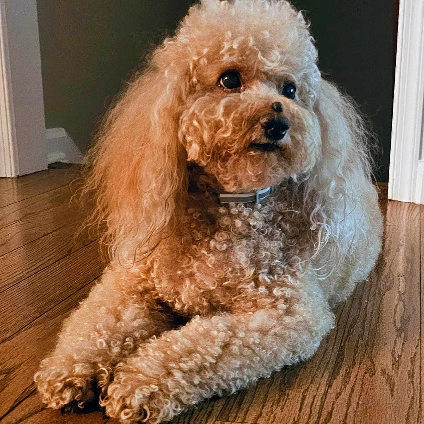Chloe joined the competition — help win amazing prizes! animal, brown, collar, companion, curly_fur, cute, dog, domestic, expression, fluffy, fur_texture, house, indoor, laying_down, pet, portrait, relaxed, side_view, well_groomed, wooden_floor