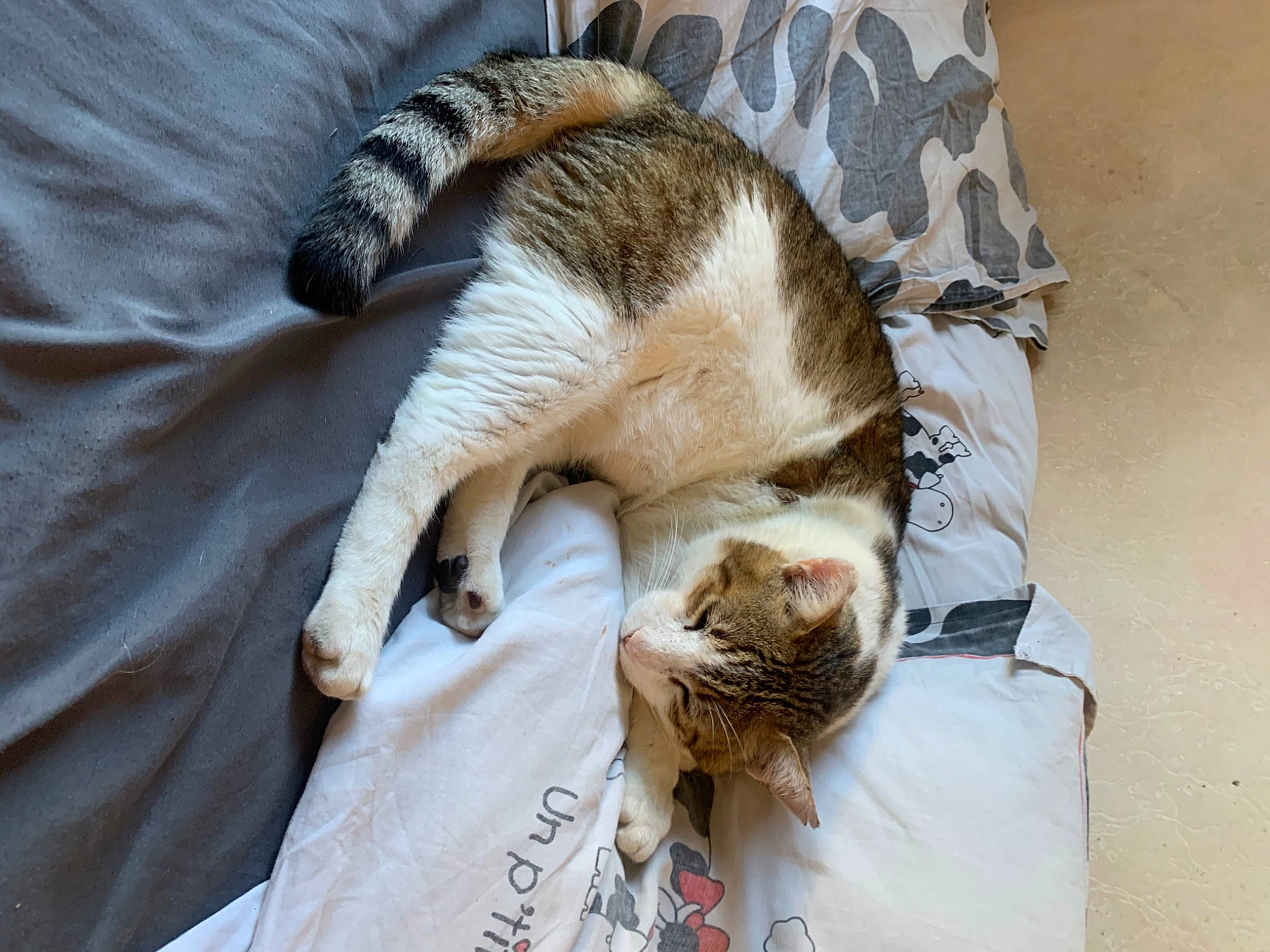 Desty a rejoint le concours — aidez-le/la à gagner de superbes lots ! canidae, carnivore, cat, claw, comfort, companion_dog, dog_breed, domestic_short_haired_cat, fawn, felidae, fur, linens, nap, paw, sleep, small_to_medium_sized_cats, snout, sporting_group, tail, whiskers