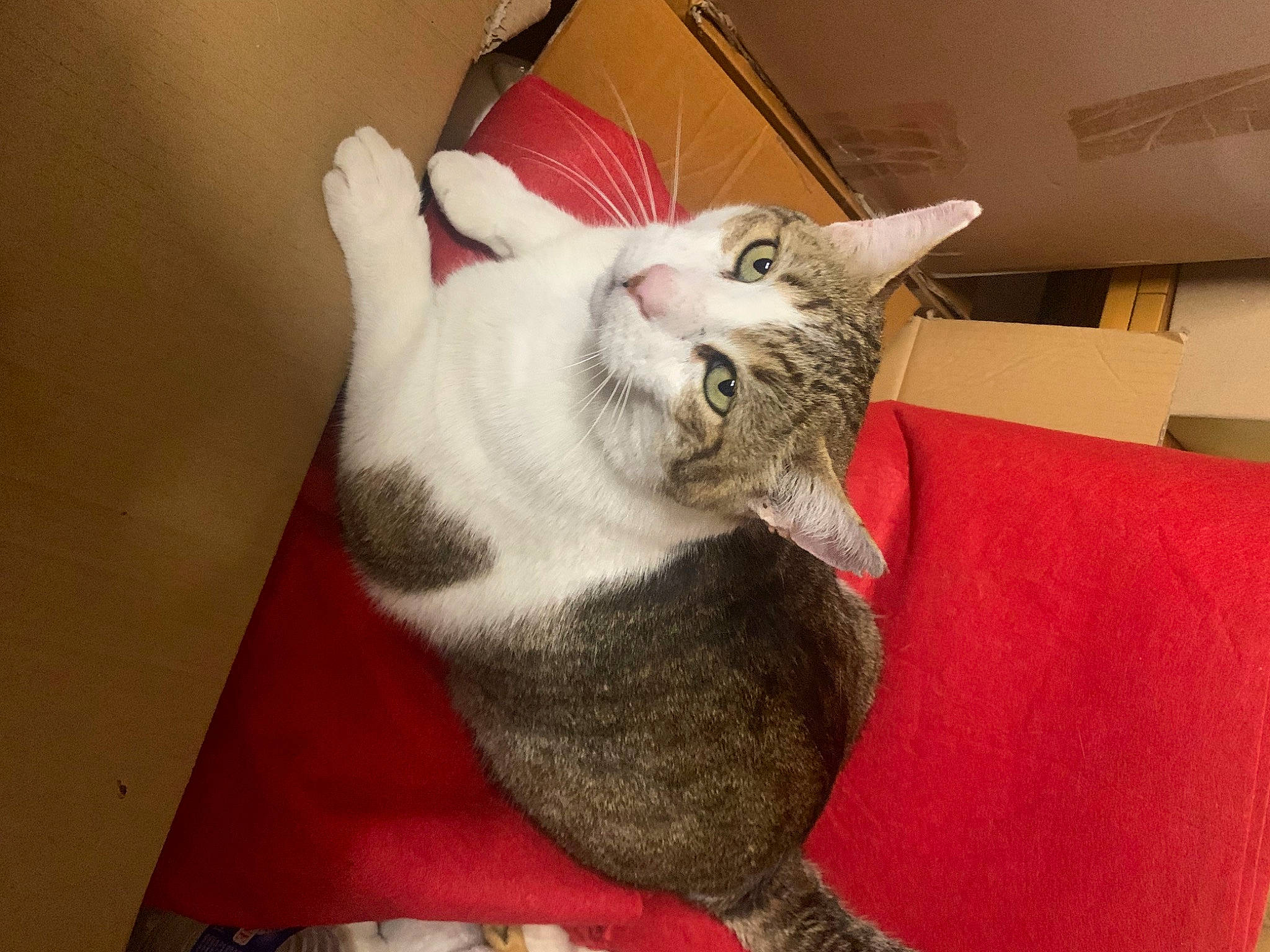 Desty participe au concours pour gagner de l'argent avec cette photo : carnivore, cat, cat_supply, claw, comfort, couch, domestic_short_haired_cat, fang, felidae, fur, jaw, nap, paw, small_to_medium_sized_cats, snout, tail, whiskers, yawn