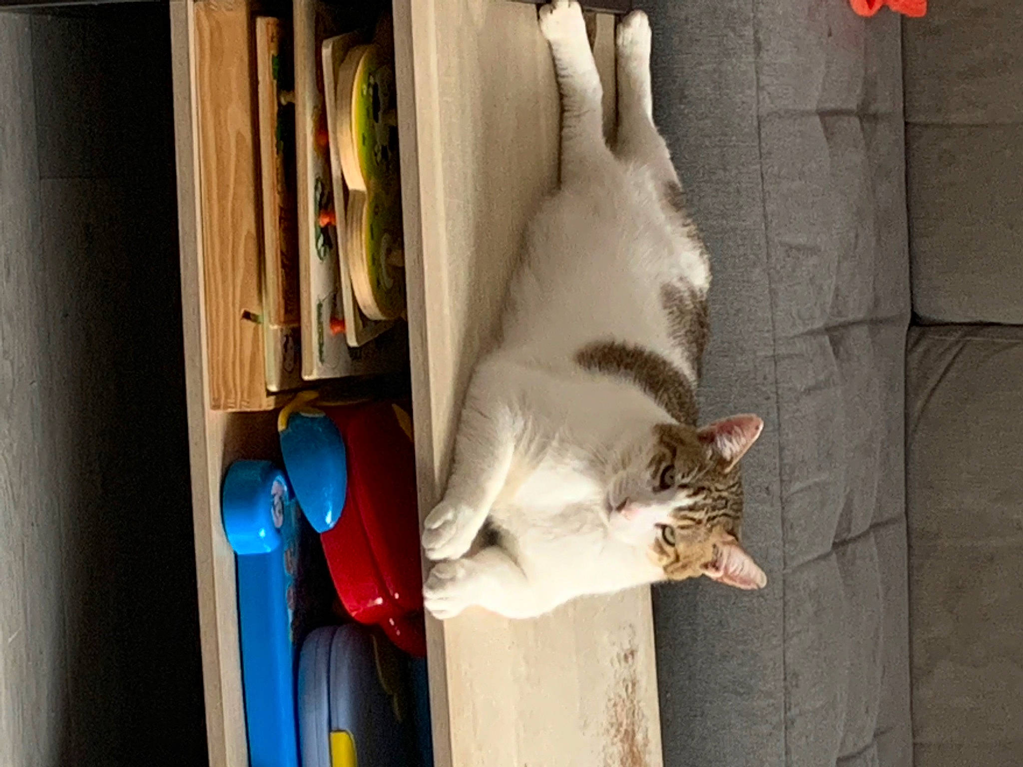 Desty a rejoint le concours — aidez-le/la à gagner de superbes lots ! animal_shelter, carnivore, cat, domestic_short_haired_cat, door, electric_blue, felidae, fur, pet_supply, room, shelf, shelving, small_to_medium_sized_cats, tail, textile, whiskers, window, wood