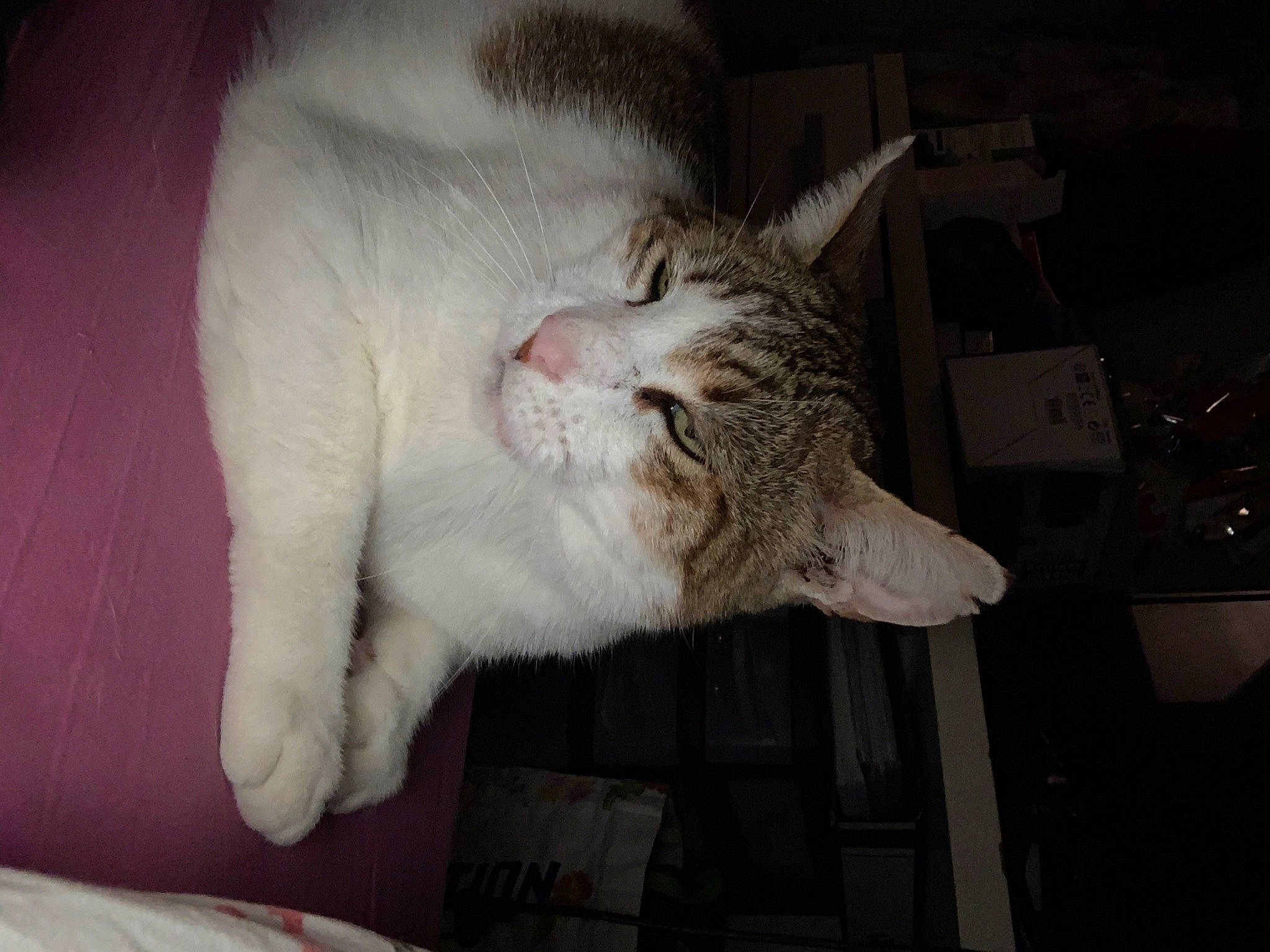 Desty participe au concours pour gagner de l'argent avec cette photo : carnivore, cat, cat_supply, claw, comfort, domestic_short_haired_cat, ear, fang, fawn, felidae, fur, jaw, nap, paw, sleep, small_to_medium_sized_cats, snout, tail, whiskers