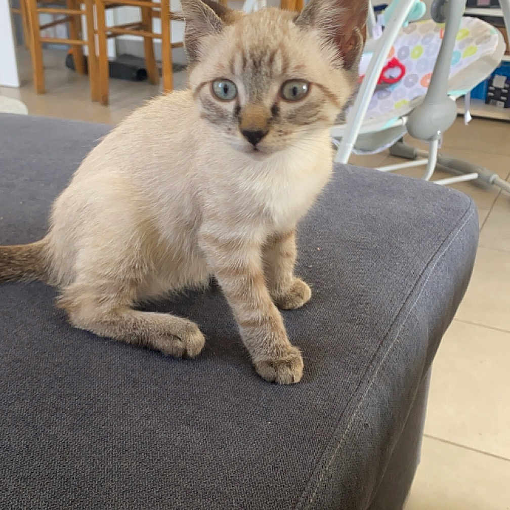 Neige a rejoint le concours — aidez-le/la à gagner de superbes lots ! animal, architecture, barstool, building, cat, chair, diningroom, diningtable, furniture, homedecor, indoors, kitten, linen, manx, pet, plywood, room, siamese, table, wood