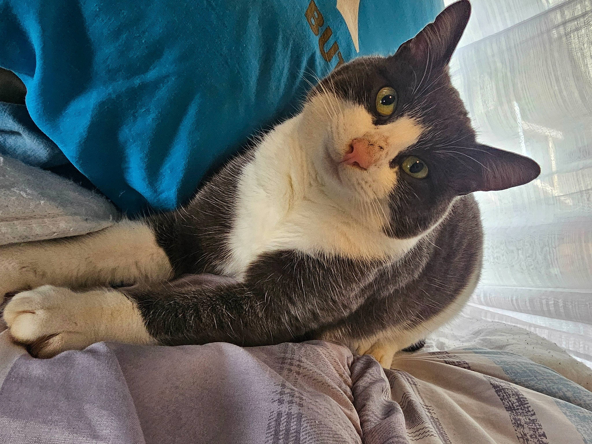 Bandi a rejoint le concours — aidez-le/la à gagner de superbes lots ! carnivore, cat, cat_supply, claw, comfort, domestic_short_haired_cat, felidae, fur, grey, linens, nap, paw, small_to_medium_sized_cats, tail, textile, whiskers