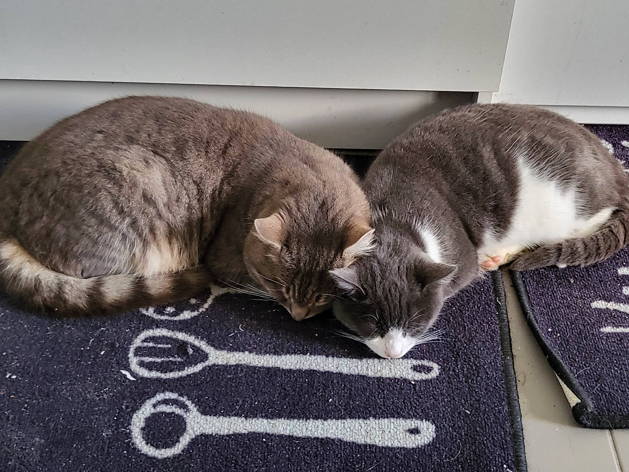 Bandi participe au concours pour gagner de l'argent avec cette photo : carnivore, cat, claw, comfort, domestic_short_haired_cat, felidae, fur, grey, mat, nap, paw, pet_supply, sleep, small_to_medium_sized_cats, snout, tail, whiskers