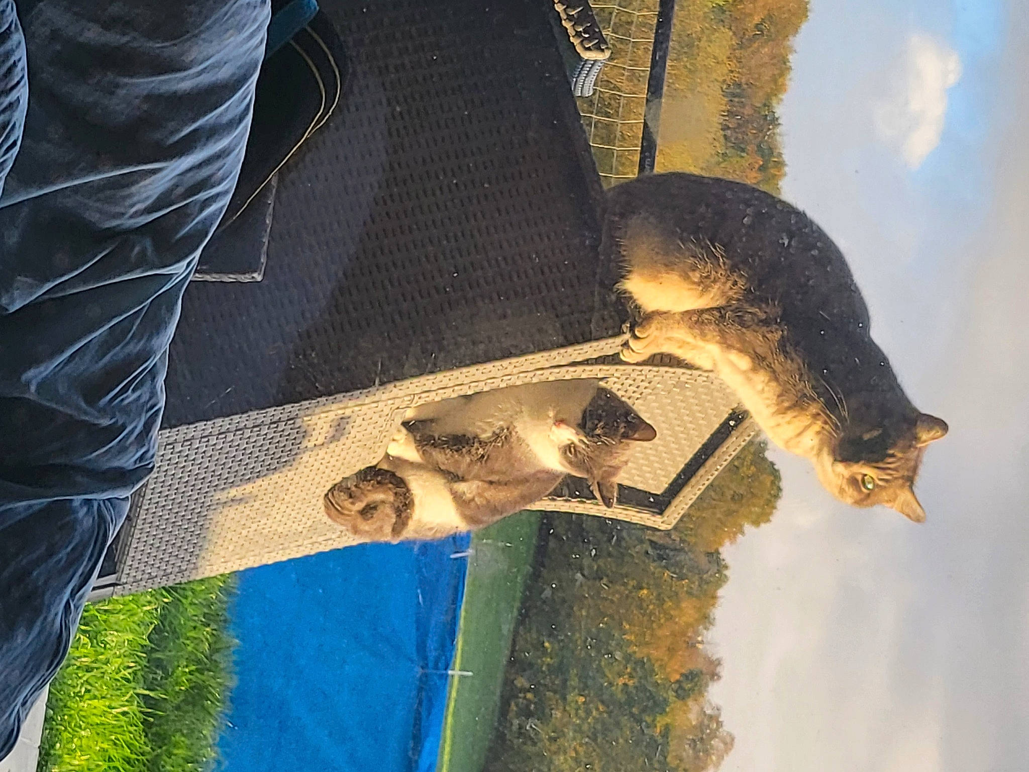 Bandi a rejoint le concours — aidez-le/la à gagner de superbes lots ! building, cloud, denim, electric_blue, fun, fur, grass, house, leisure, plant, reflection, shadow, sky, sunlight, tail, tints_and_shades, tree, water, wildlife, world