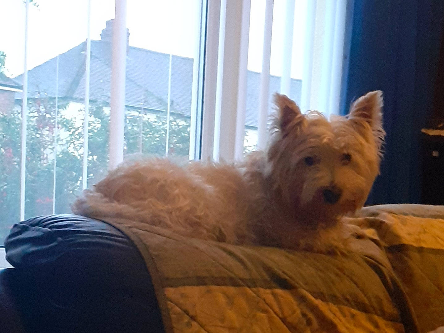 Daisy is registered to the contest to win money with this photo: australian_terrier, canidae, carnivore, comfort, companion_dog, curtain, dog, dog_breed, fawn, fur, small_terrier, snout, sporting_group, terrestrial_animal, terrier, toy_dog, tree, whiskers, window, wood